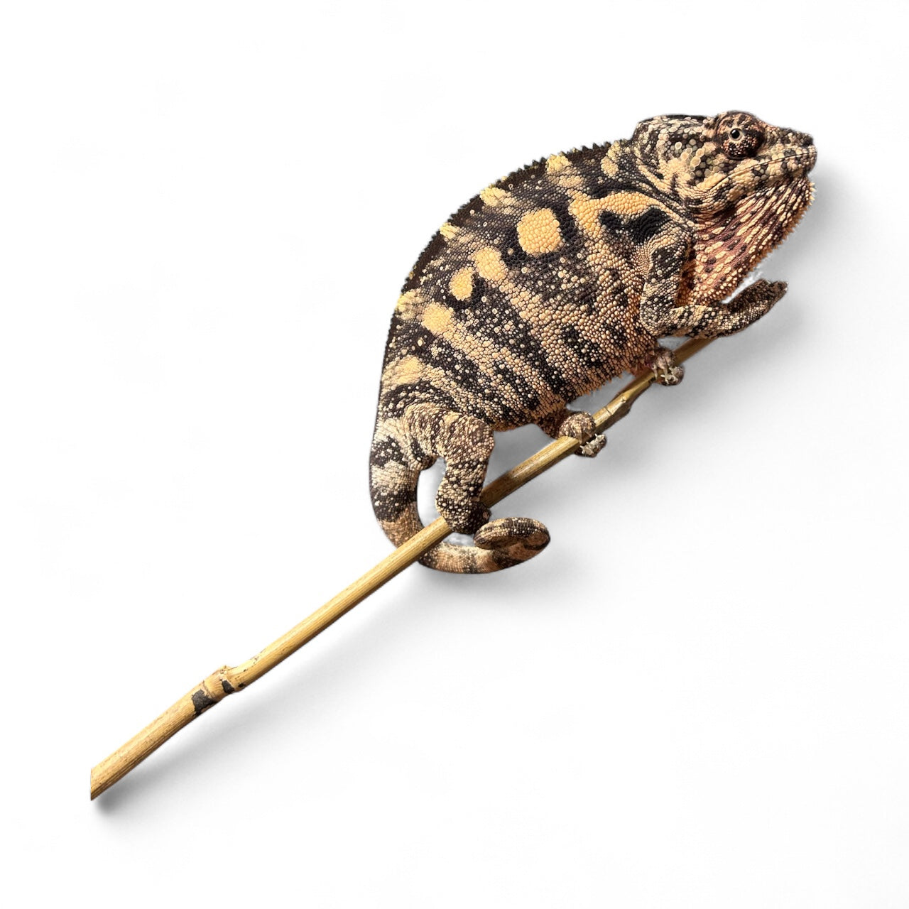 EU Imported Captive Bred Sambava Breeding Pair.
