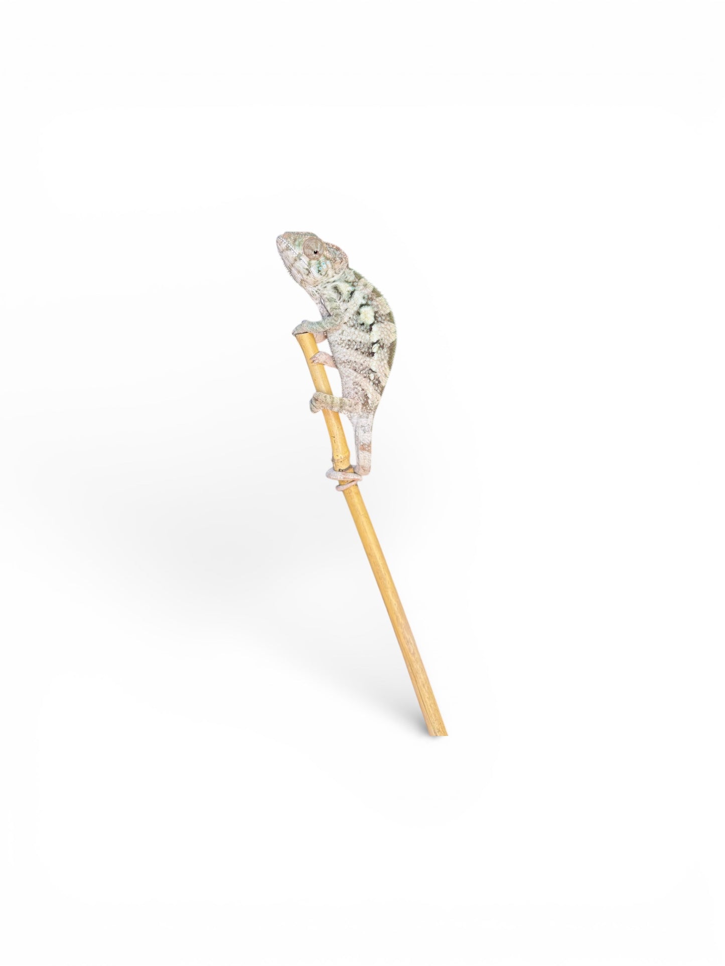 Pure YBBB Ambilobe Female