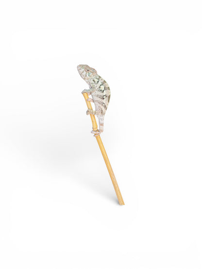 Pure YBBB Ambilobe Female