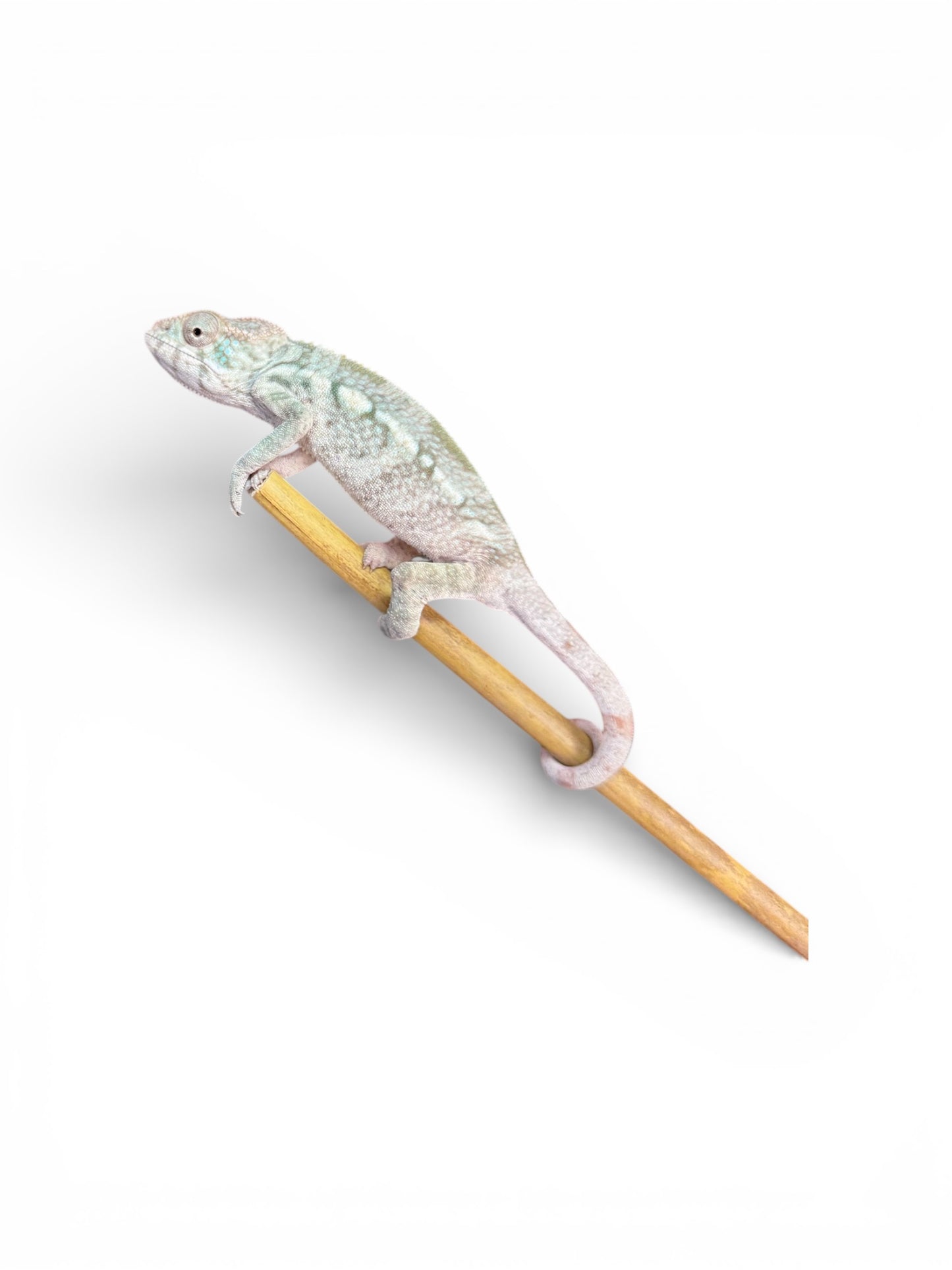 Pure YBBB Ambilobe Female