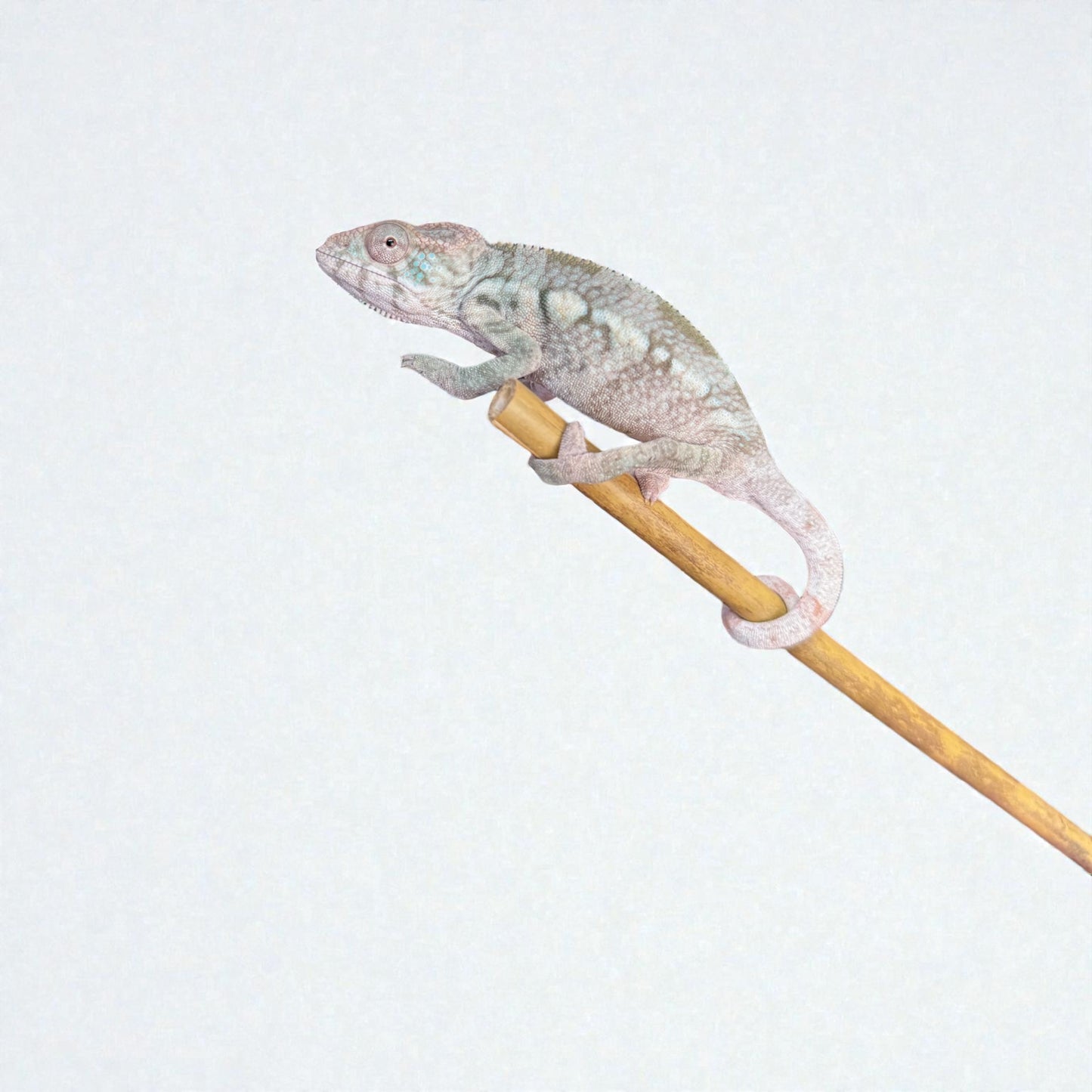 Pure YBBB Ambilobe Female