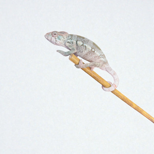 Pure YBBB Ambilobe Female