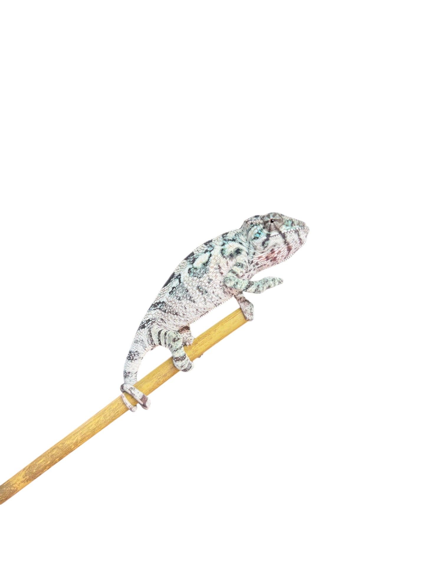 Pure YBBB Ambilobe Female