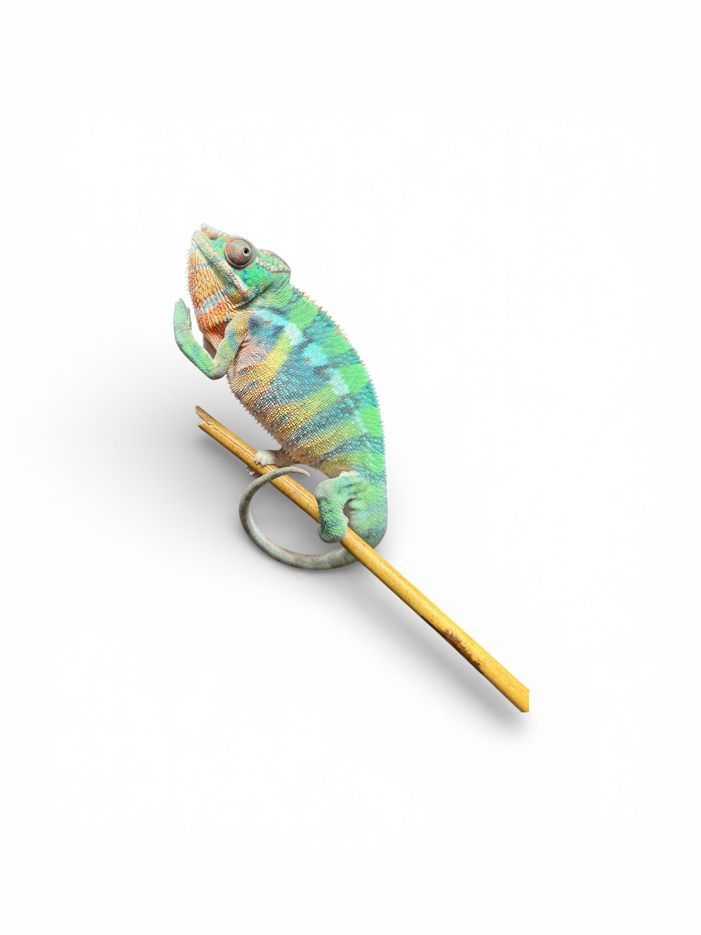 Pure Yellow Body Blue Bar Male