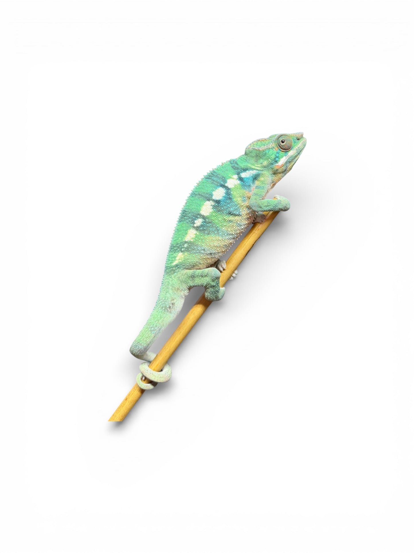 Pure YBBB Ambilobe Male