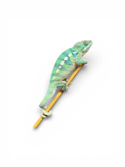 Pure YBBB Ambilobe Male