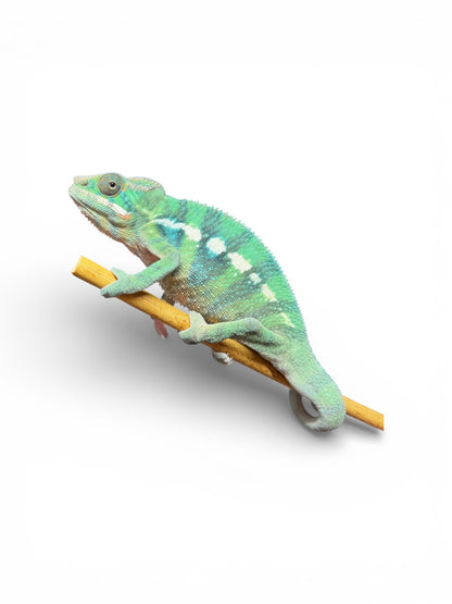 Pure YBBB Ambilobe Male