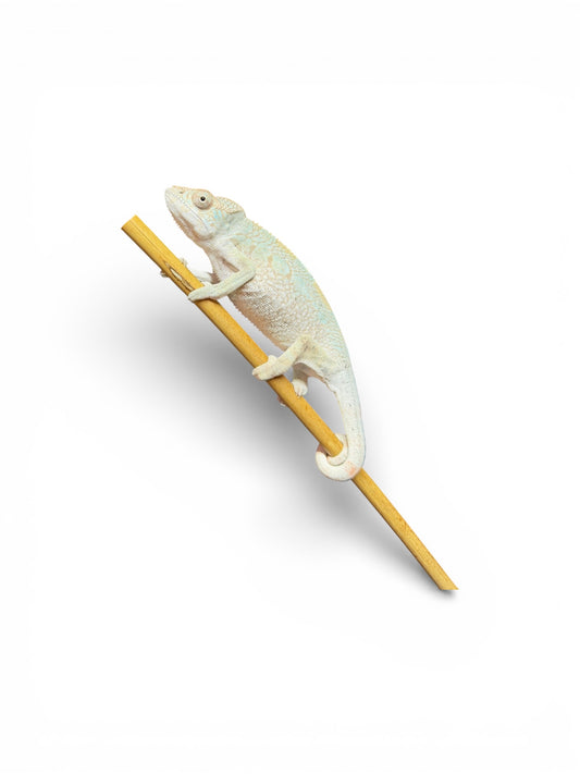 Pure Yellow Body Blue Bar Female