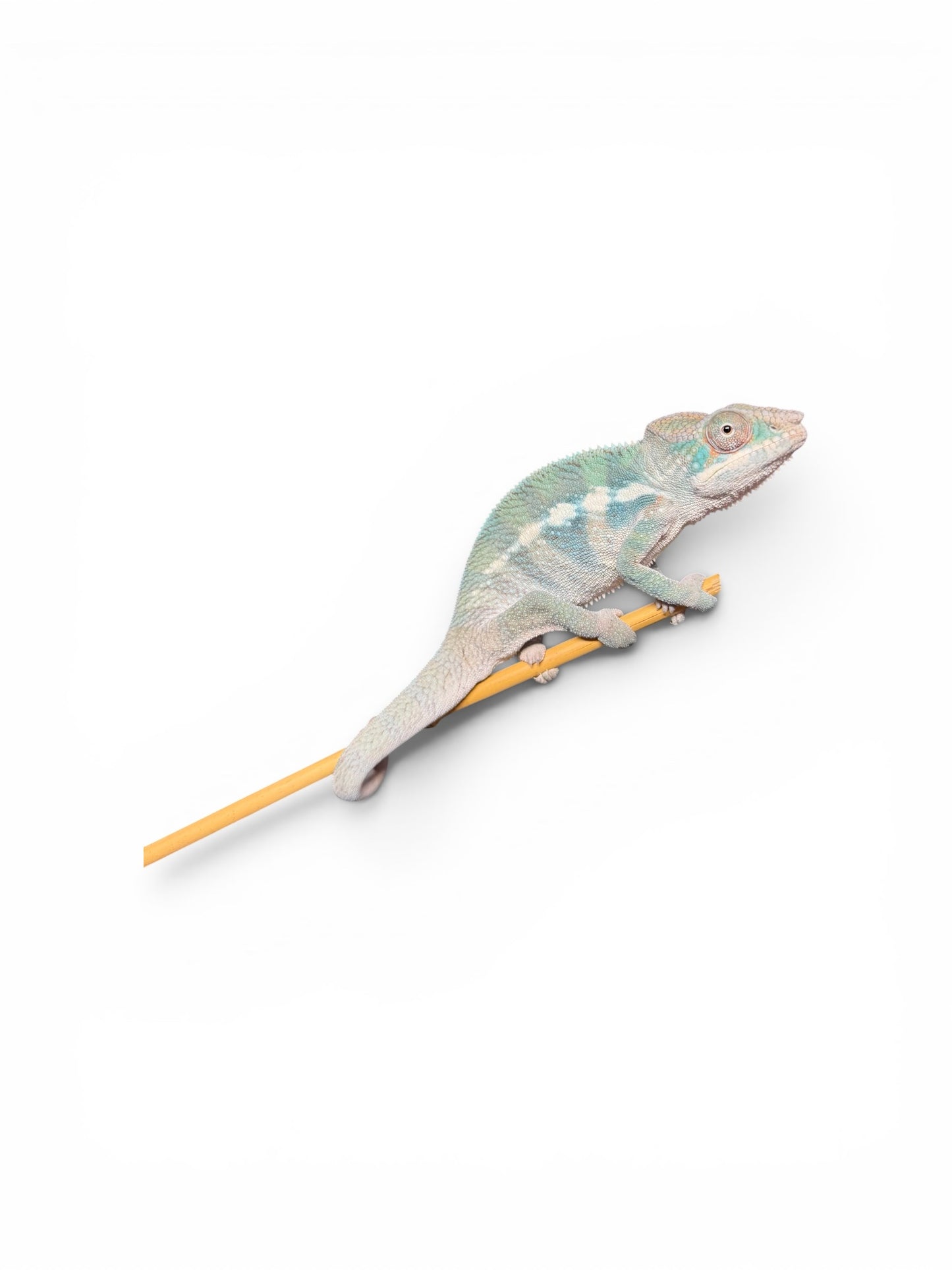 Pure Blue Ambanja