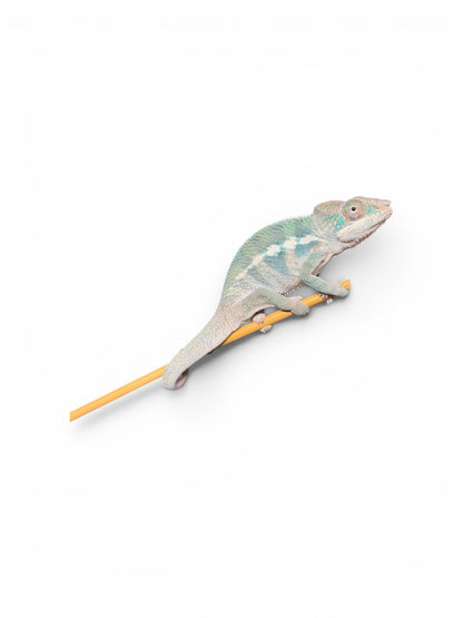 Pure Blue Ambanja